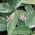 Buy Trachelospermum jasminoides 'Star of Milano' online UK