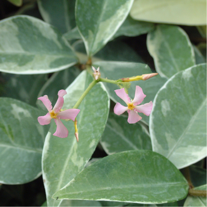 Buy Trachelospermum jasminoides 'Star of Milano' online UK