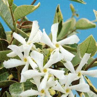 Buy Trachelospermum jasminoides 'Variegata' online UK
