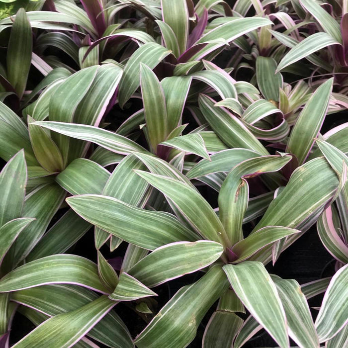 Buy Tradescantia spathacea (Moses-in-the-cradle) online UK