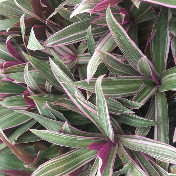 Buy Tradescantia spathacea (Moses-in-the-cradle) online UK