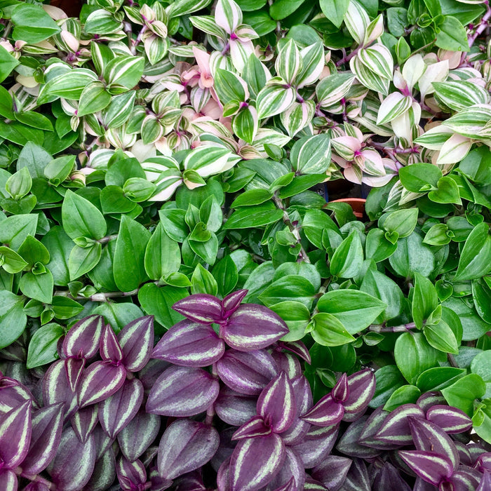 Buy Tradescantia zebrina - Purple online UK