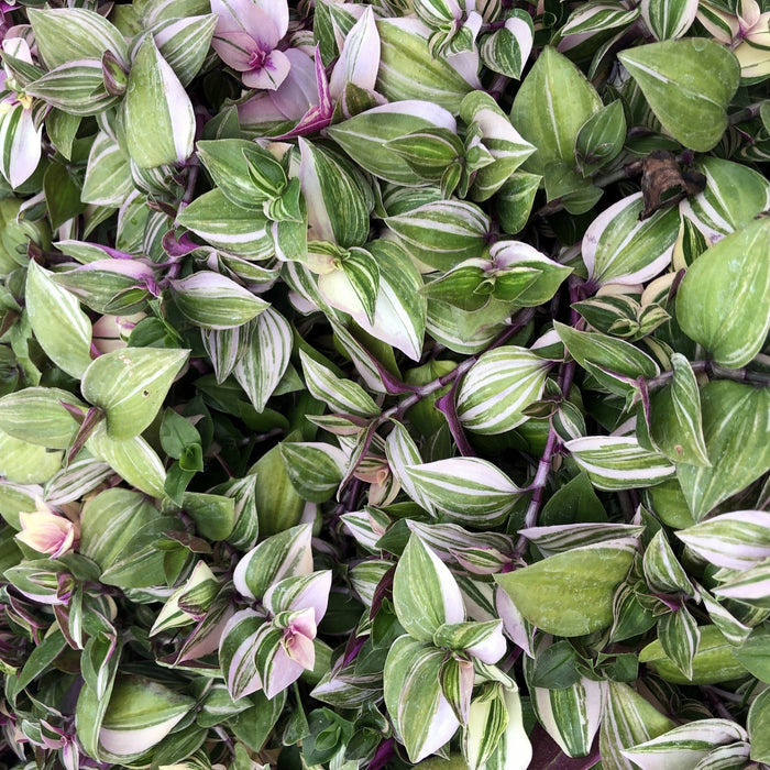 Buy Tradescantia zebrina - Purple online UK