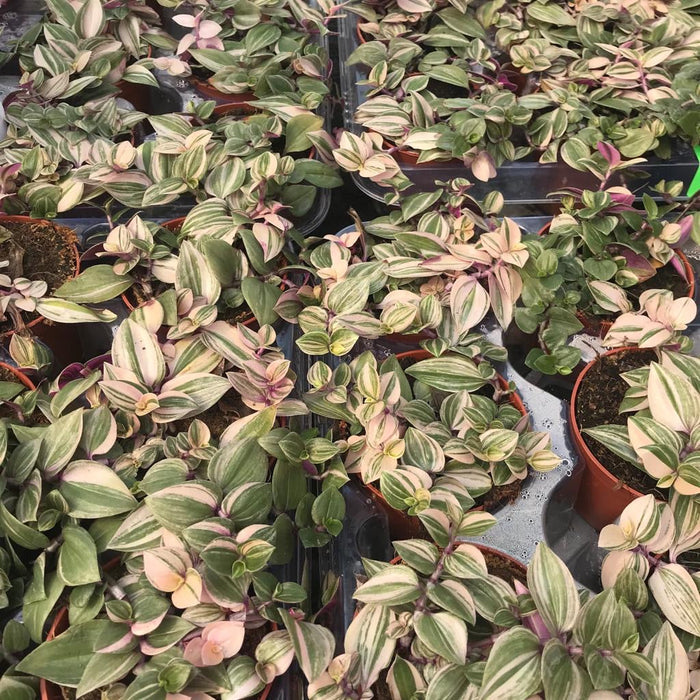 Buy Tradescantia zebrina - Purple online UK