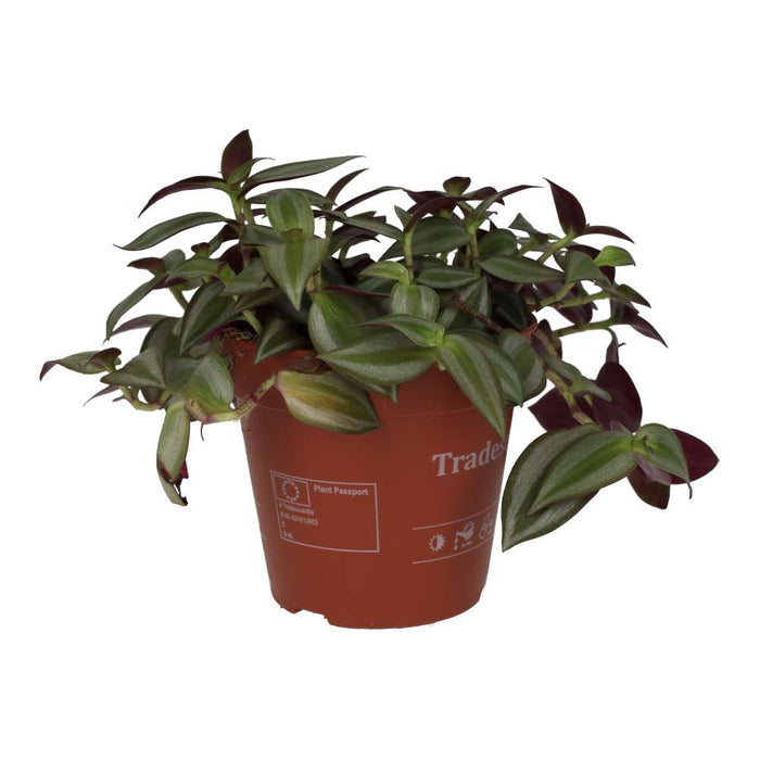 Buy Tradescantia zebrina - Purple online UK