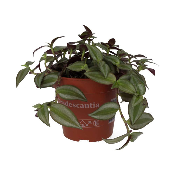 Buy Tradescantia zebrina - Purple online UK