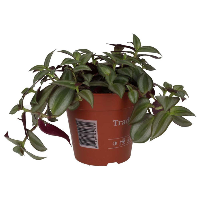 Buy Tradescantia zebrina - Purple online UK