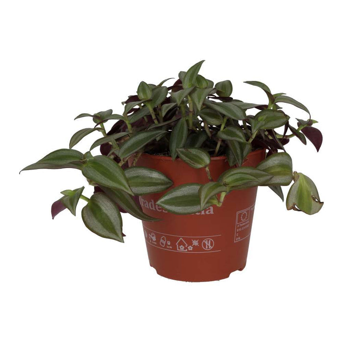 Buy Tradescantia zebrina - Purple online UK