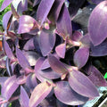 Buy Tradiscantia pallida (Purple Heart Spiderwort) online UK