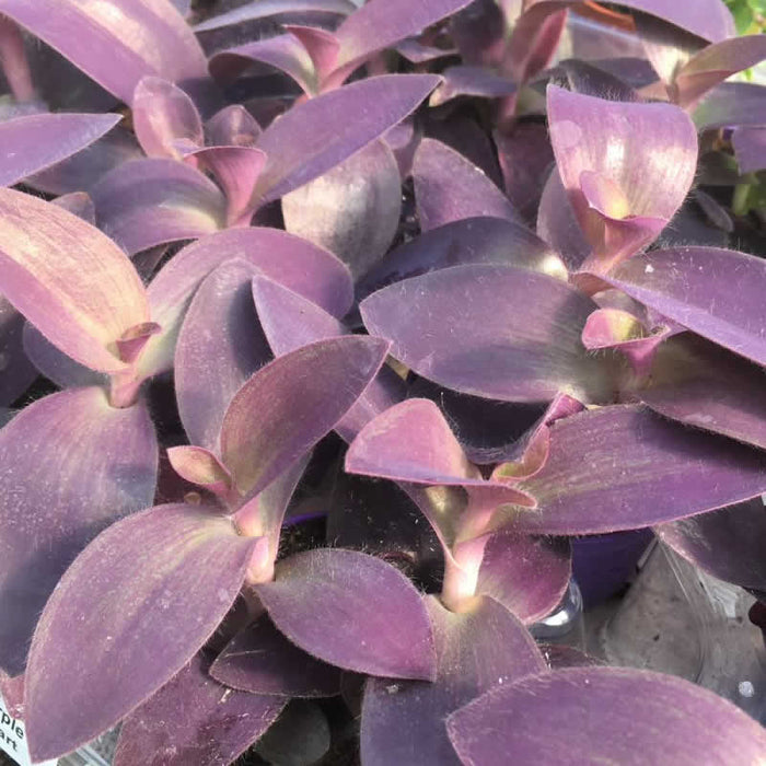 Buy Tradiscantia pallida (Purple Heart Spiderwort) online UK