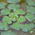 Buy Trapa natans (Water Chestnut) online UK
