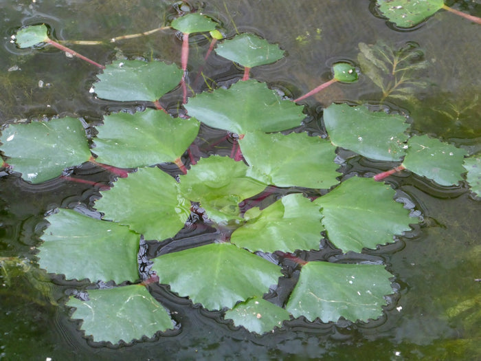 Buy Trapa natans (Water Chestnut) online UK