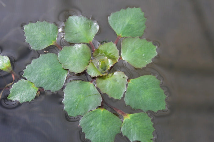 Buy Trapa natans (Water Chestnut) online UK