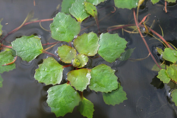 Buy Trapa natans (Water Chestnut) online UK