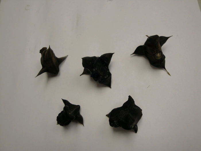Buy Trapa natans (Water Chestnut) online UK