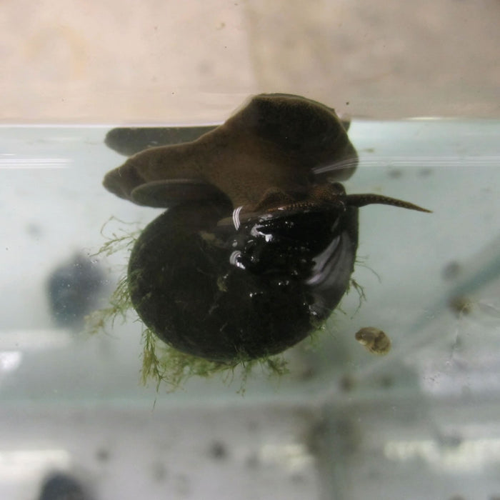 Buy Trapdoor snails (Viviparus viviparus) - Pack of 5 online UK