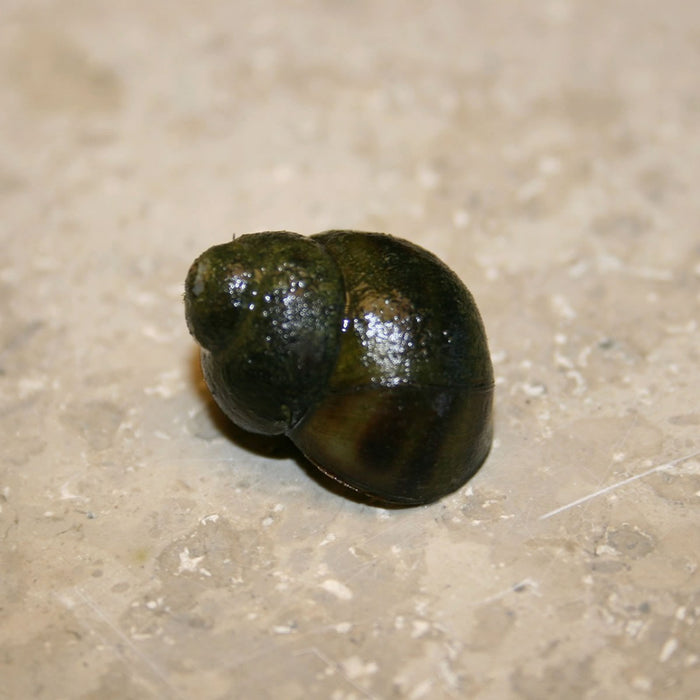 Buy Trapdoor snails (Viviparus viviparus) - Pack of 5 online UK
