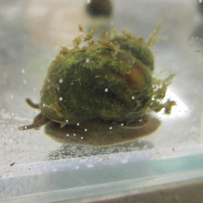 Buy Trapdoor snails (Viviparus viviparus) - Pack of 5 online UK
