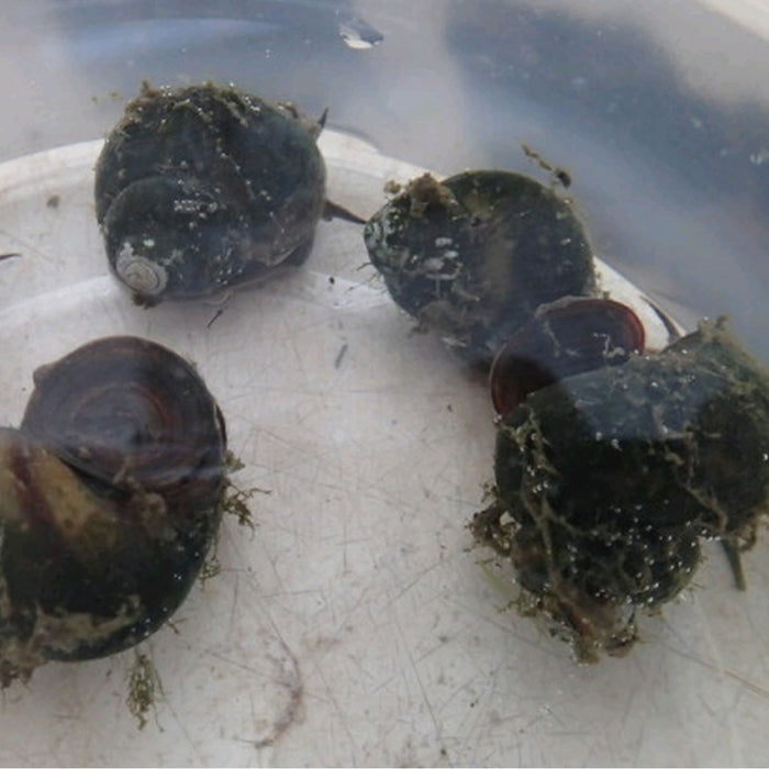 Buy Trapdoor snails (Viviparus viviparus) - Pack of 5 online UK