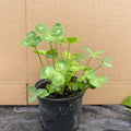 Buy Trifolium pratense (Red Clover) online UK