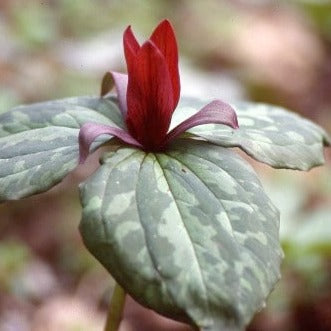 Buy Trillium cuneatum (Little Sweet Betsy) Bulbs online UK