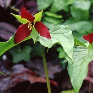 Buy Trillium erectum (Birthroot) Bulbs online UK
