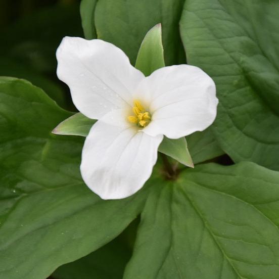 Buy Trillium grandiflorum (American Wake-robin) Bulbs online UK