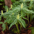 Buy Trillium luteum (Yellow Wood Trillium) Bulbs online UK