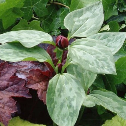 Buy Trillium recurvatum (Beefsteak) Bulbs online UK