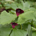Buy Trillium sulcatum (Furrowed Wake-robin) Bulbs online UK