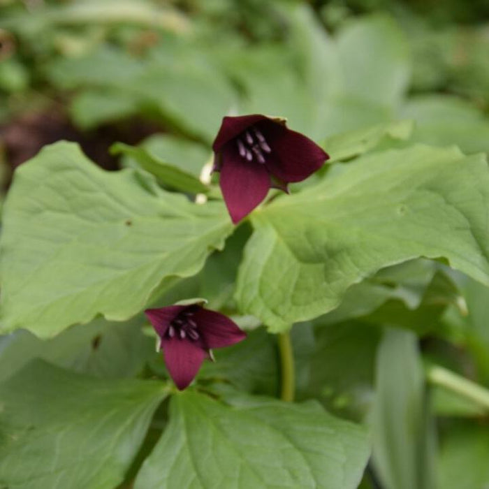 Buy Trillium sulcatum (Furrowed Wake-robin) Bulbs online UK