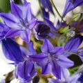 Buy Triteleia laxa 'Queen Fabiola' Bulbs online UK
