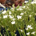 Buy Triteleia 'Silver Queen' Bulbs online UK