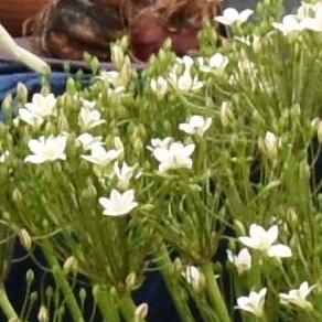 Buy Triteleia 'Silver Queen' Bulbs online UK