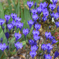 Buy Triteleia 'Twilight' Bulbs online UK