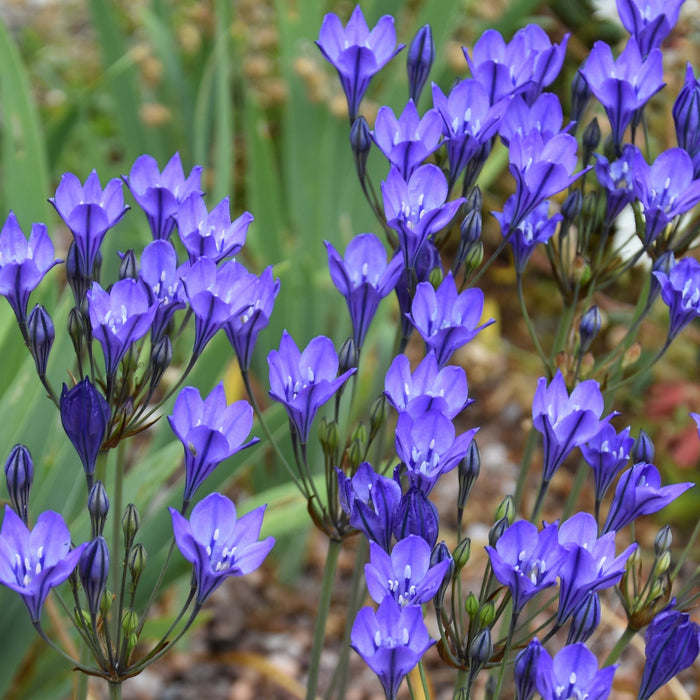 Buy Triteleia 'Twilight' Bulbs online UK