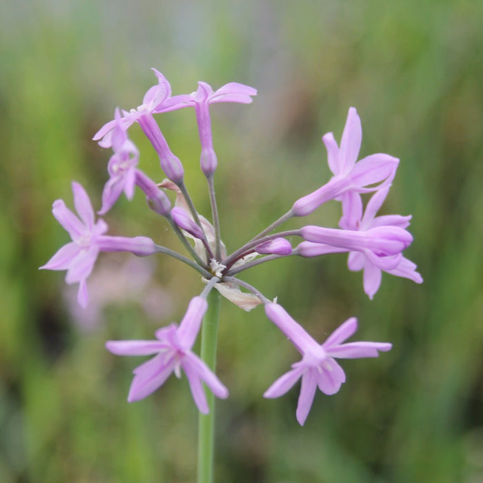 Buy Tulbaghia violacea (Society Garlic) online UK