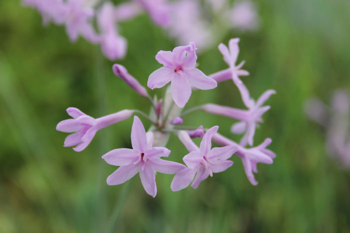 Buy Tulbaghia violacea (Society Garlic) online UK