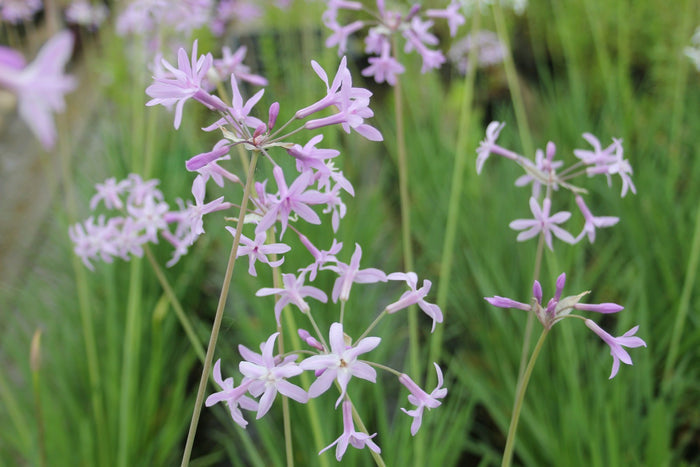 Buy Tulbaghia violacea (Society Garlic) online UK