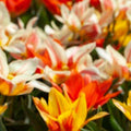 Buy Tulipa - Fun Colour Mix online UK