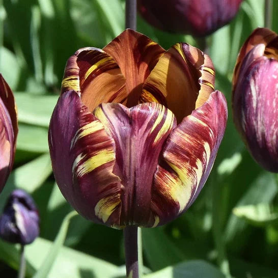 Buy Tulipa 'Absalon' Bulbs online UK