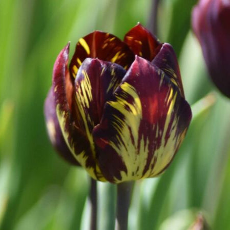 Buy Tulipa 'Absalon' Bulbs online UK