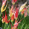 Buy Tulipa acuminata (Horned Tulip) Bulbs online UK