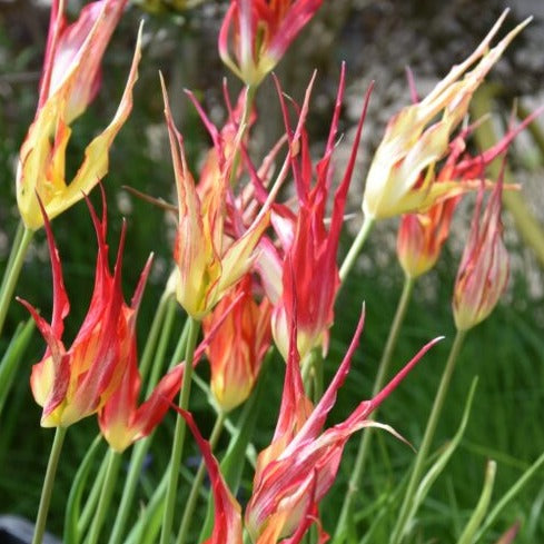 Buy Tulipa acuminata (Horned Tulip) Bulbs online UK