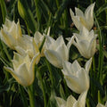 Buy Tulipa 'Alba Regalis' Bulbs online UK