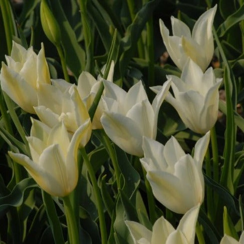 Buy Tulipa 'Alba Regalis' Bulbs online UK