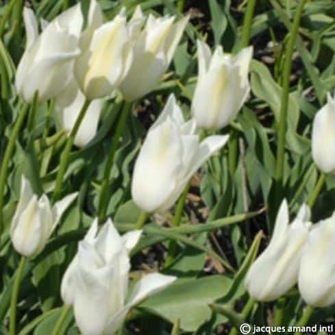 Buy Tulipa 'Alba Regalis' Bulbs online UK
