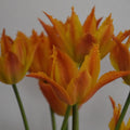 Buy Tulipa 'Alexandrine' Bulbs online UK