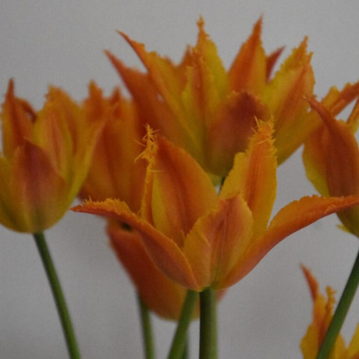 Buy Tulipa 'Alexandrine' Bulbs online UK
