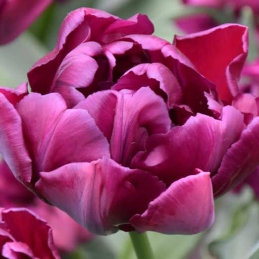 Buy Tulipa 'Alison Bradley' Bulbs online UK